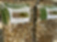 Thumbnail: Togolese white big castor beans, shipping cost /$20, phyto certificate cost /12