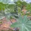 Thumbnail: Big castor beans, 200g/$10, shipping cost /$10, phyto certificate cost /12