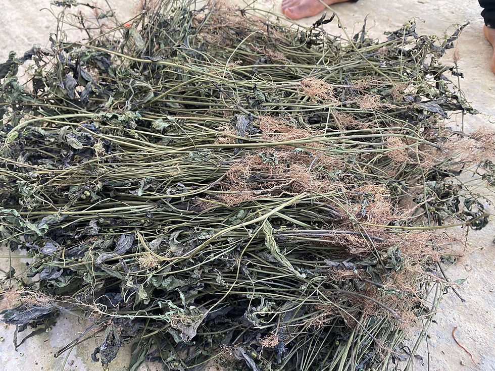Thumbnail: Spigelia anthelmia(Worm bush), 200g/$13, shipping/$20, phyto certificate $12