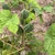 Thumbnail: Dabo okro, 200 seeds /$8, shipping $15, phyto certificate $12