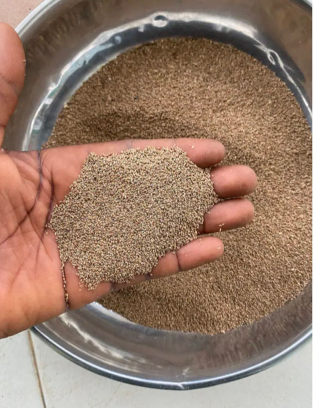 Thumbnail: Fonio(Digitaria exilis)seeds for planting, 100g/$8, shipping /$15,phyto cert $12