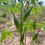 Thumbnail: African green okro , 200 seeds /$8, shipping $15,  phyto certificate $12