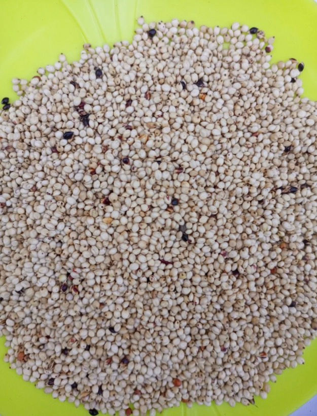 Thumbnail: White sorghum, 300g/$10, shipping $20, phyto certificate $12