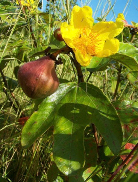 Thumbnail: Cochlospermum planchonii seeds, 15 seeds /$8, shipping $15, phyto certificate$12