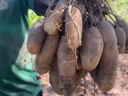 Lesser yam(Dioscorea esculenta), 600g/ 10 USD, Shipping $30, Phyto