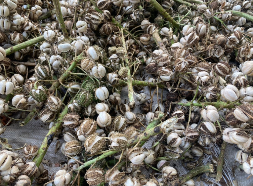 Thumbnail: Togolese white big castor beans, shipping cost /$20, phyto certificate cost /12