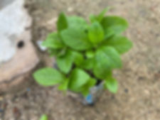 Bitter leaf(Vernonia amygdalina), 200 seeds /$8, shipping  $15, phyto cert. $12