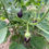 Thumbnail: Purple Aubergine ,200 seeds /$8, shipping $15, phyto certificate $12
