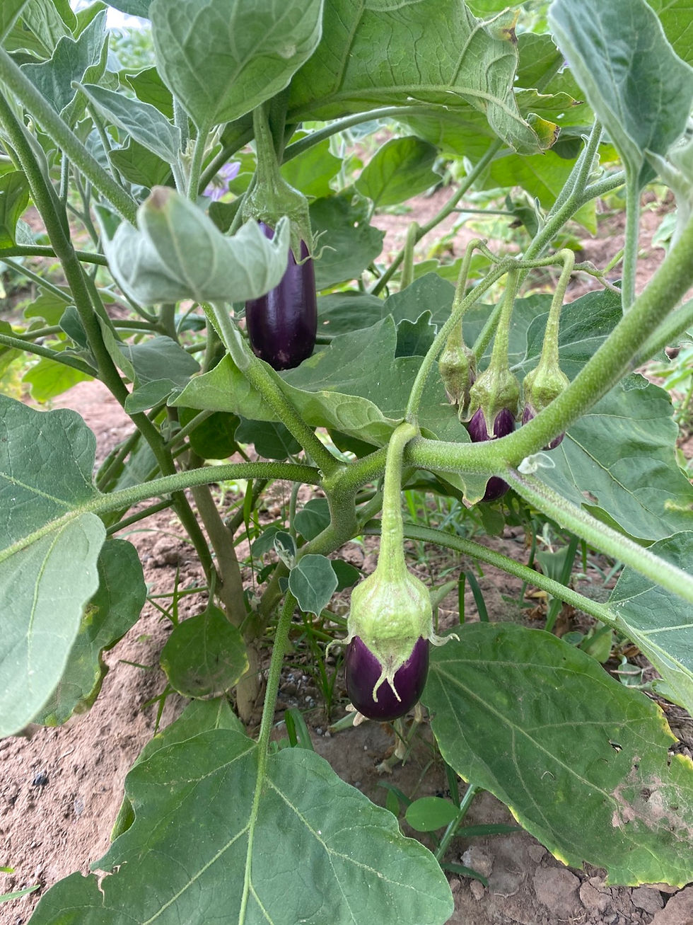 Thumbnail: Purple Aubergine ,200 seeds /$8, shipping $15, phyto certificate $12