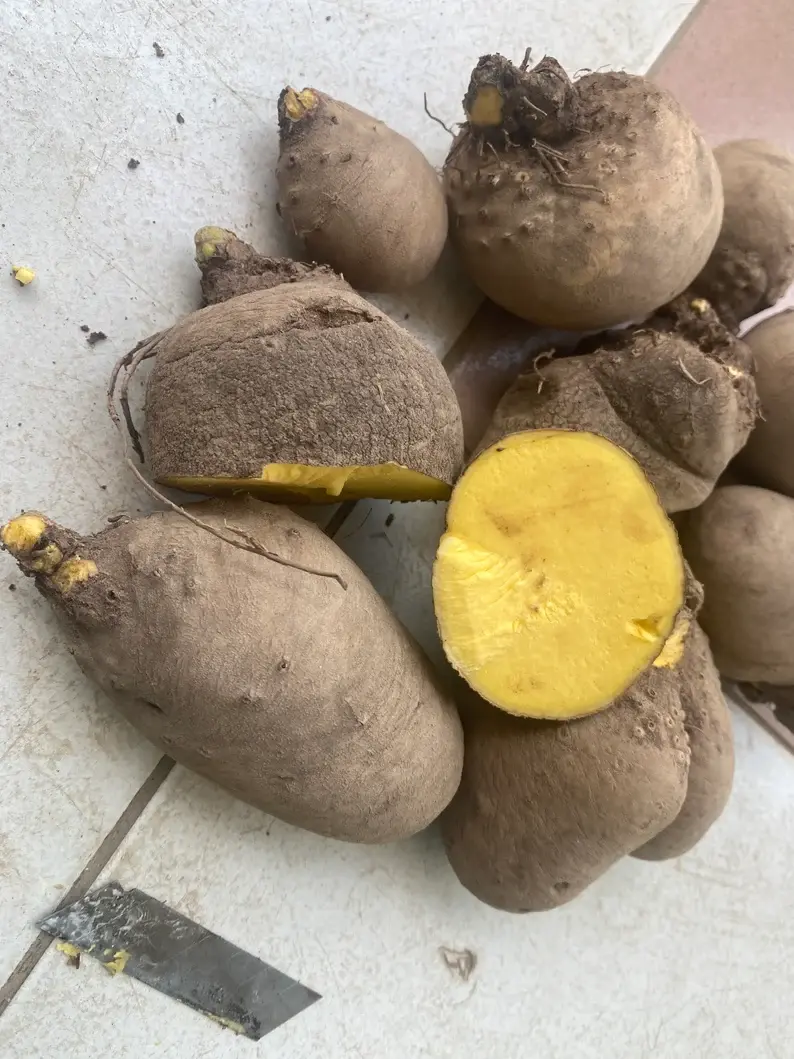 Thumbnail: Bitter yam, Dioscorea dumetorum, 500g/$10, shipping $25, phyto certificate $12