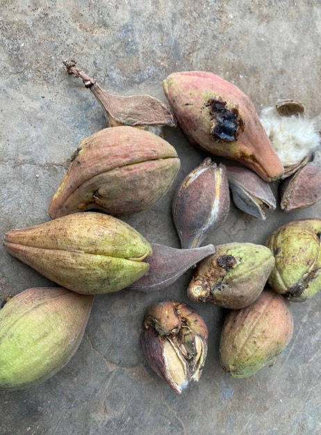 Thumbnail: Cochlospermum planchonii seeds, 15 seeds /$8, shipping $15, phyto certificate$12