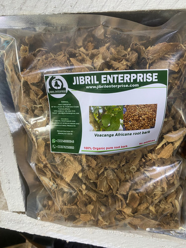 Voacanga africana（ボアカンガ・アフリカーナ）の種子 200粒 Voacanga africana（ボアカンガ・アフリカーナ）の種子 200粒 Voacanga