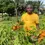 Thumbnail: Deinbollia grandifolia, 10 fruit/$8, shipping cost is $10, phyto certificate $12