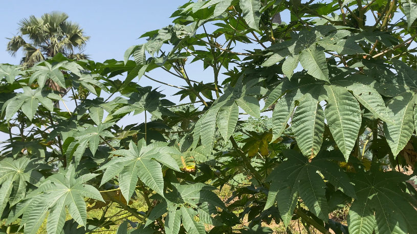 Thumbnail: Togolese white big castor beans, shipping cost /$20, phyto certificate cost /12