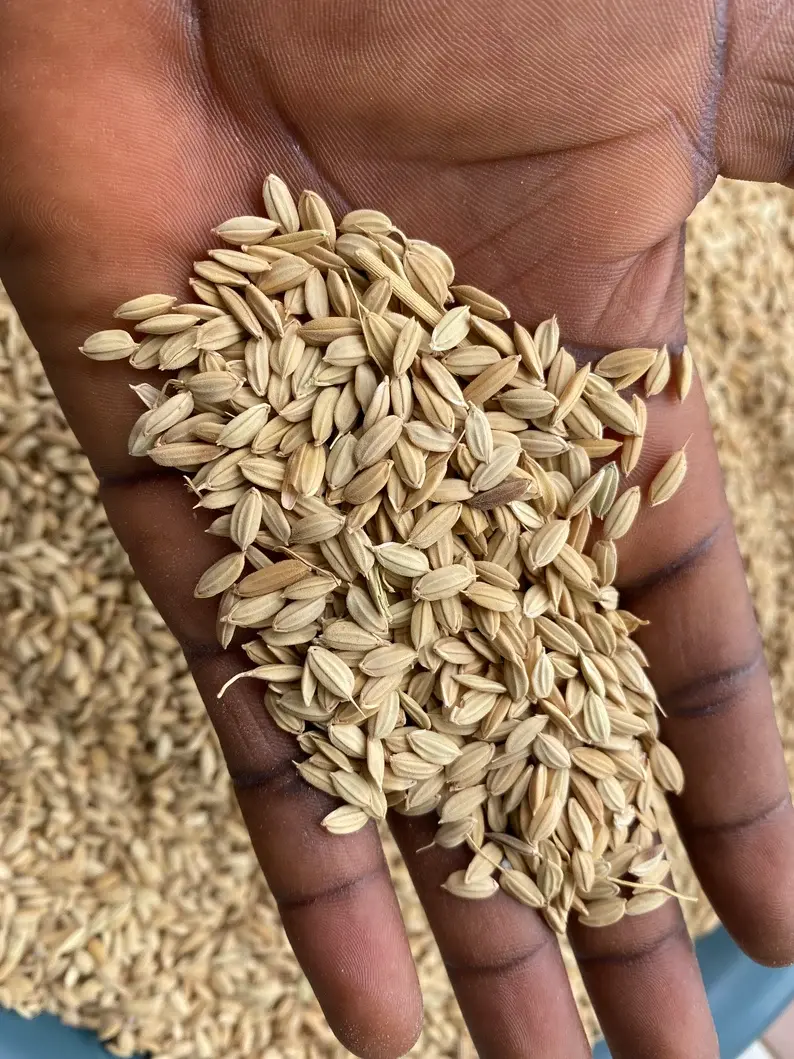 Thumbnail: Oryza glaberrima, 100g/$10, shipping/$15, phyto certificate $12