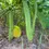 Thumbnail: Canavalia ensiformis, Jack beans, 200g/$8, shipping $10, phyto certificate $12