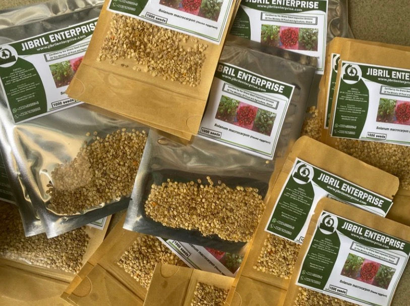 Thumbnail: Hausa eggplant, 200 seeds /$8, shipping $15, phyto certificate $12