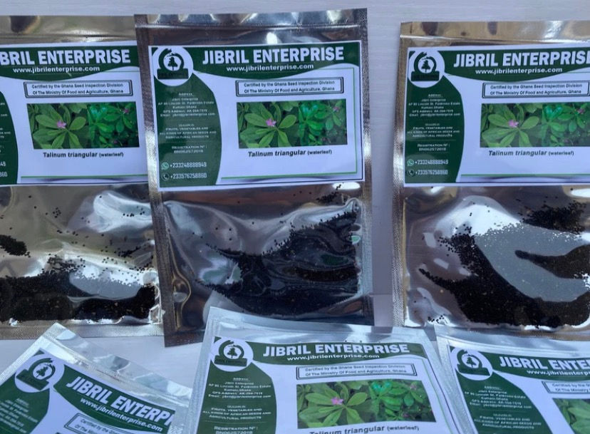 Thumbnail: Waterleaf(Talinum triangulare)500 seeds /$8, shipping $15, phyto certificate $12