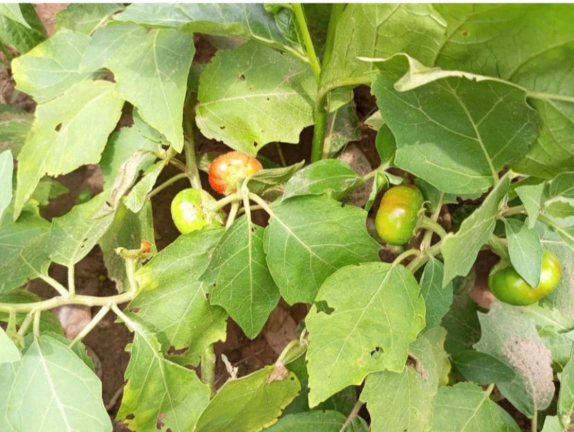 Thumbnail: African dwarf eggplant, 200 seeds /$8, shipping $15, phyto certificate $12