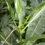 Thumbnail: Anthocleista nobilis stem bark powder , 100g/$13, shipping/$15, phyto cert. $12