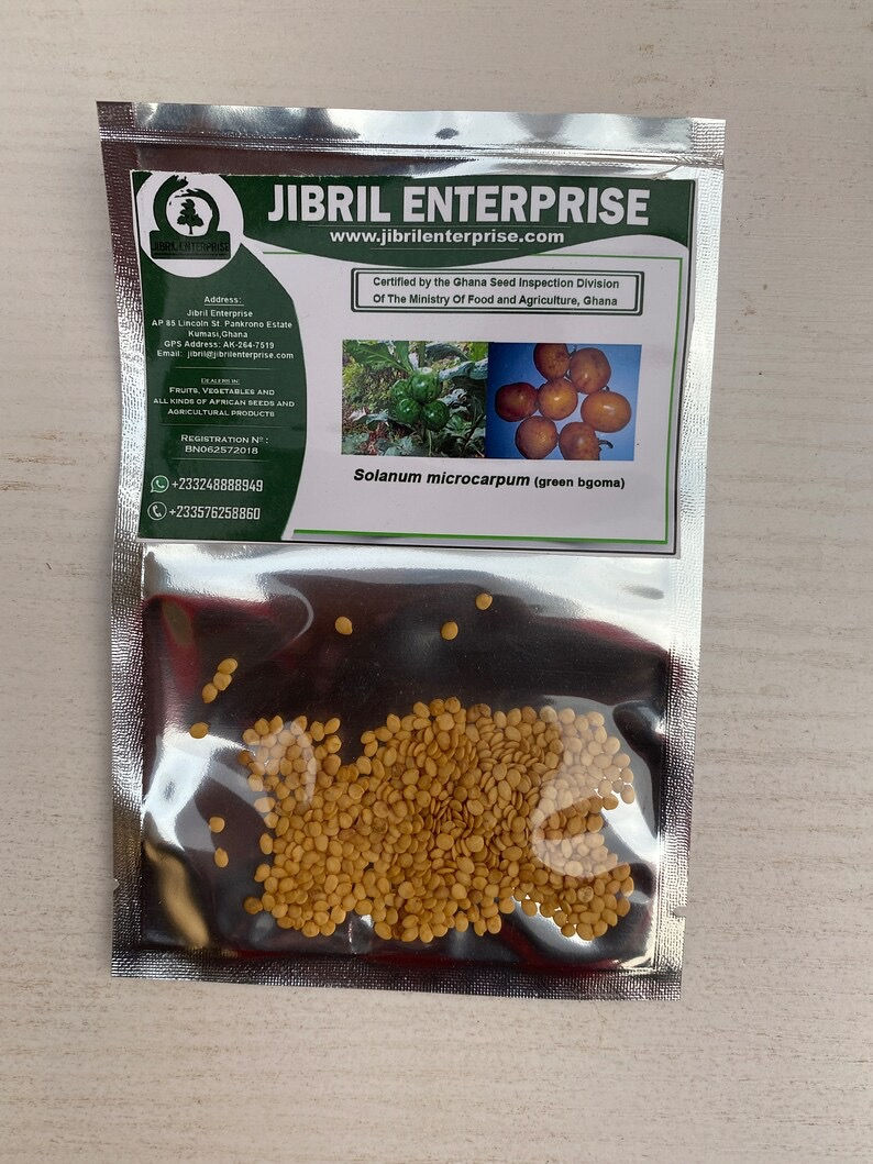 Thumbnail: Green solanum microcarpum, 200 seeds /$8, shipping $15, phyto certificate $12