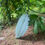 Thumbnail: Fluted pumpkin,  Ugu, 10 seeds/$20, EMS express shipping $40, phyto cert. $12