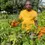Thumbnail: Deinbollia grandifolia, 10 fruit/$8, shipping cost is $10, phyto certificate $12
