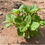 Thumbnail: Solenostemon rotundifolius, 10 pieces/ $, Shipping $15, Phyto certificate /$12
