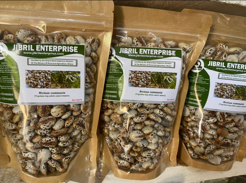 Thumbnail: Togolese white big castor beans, shipping cost /$20, phyto certificate cost /12