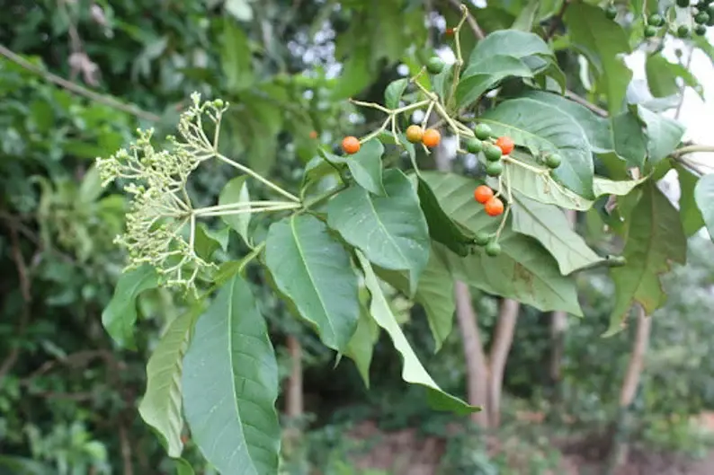 Thumbnail: Rauvolfia vomitoria bark powder, 100g/$13, shipping/$15, phyto certificate$12