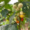 Thumbnail: White likok eggplant ,200 seeds /$8, shipping $15, phyto certificate $12