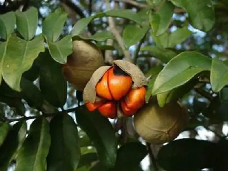 Thumbnail: Trichilia emetica, Natal mahogany, 200g/$13, shipping/$20, phyto certificate$12