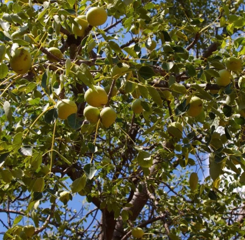 Thumbnail: Marula seeds (Sclerocarya birrea), 15 seeds /$10, shipping $15, phyto cert.$12