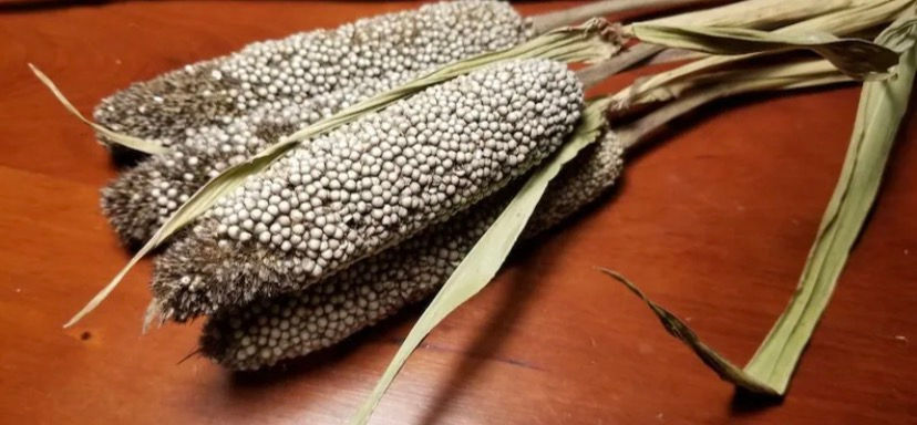 Thumbnail: African Pearl millet seeds ,300g/$8, shipping $20, phyto certificate $12