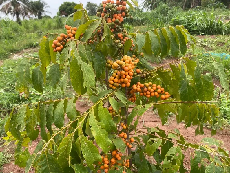 Thumbnail: Deinbollia grandifolia, 10 fruit/$8, shipping cost is $15, phyto certificate $12
