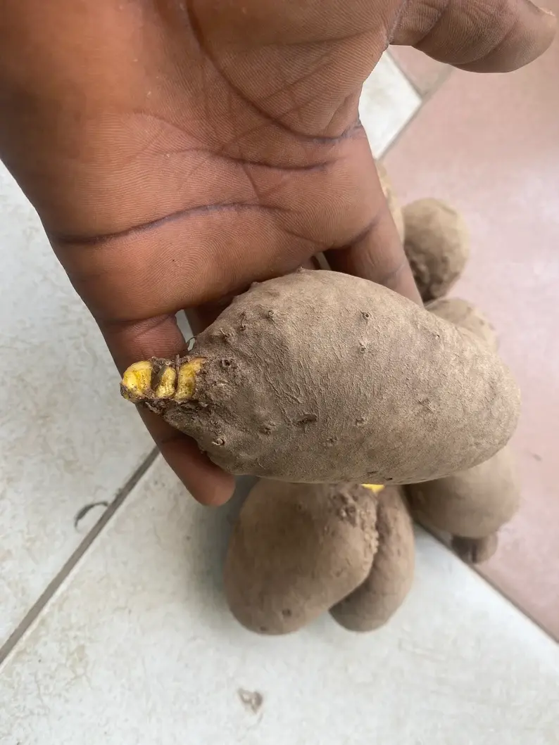 Thumbnail: Bitter yam, Dioscorea dumetorum, 500g/$10, shipping $25, phyto certificate $12