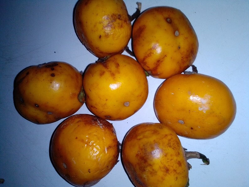 Thumbnail: Green solanum microcarpum, 200 seeds /$8, shipping $15, phyto certificate $12