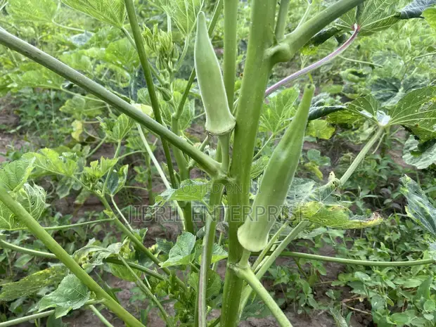 Thumbnail: African Spineless okro, 200 seeds /$8, shipping $15, phyto certificate $12