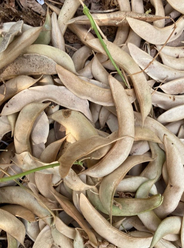 Thumbnail: African lima beans mixture , 200g /$10, shipping $20, phyto certificate $12