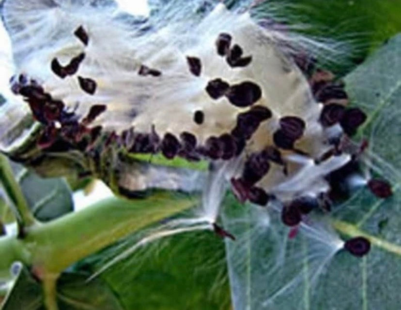 Thumbnail: Sodom apple, milk weed, 200 seeds /$8, shipping $15, phyto certificate $12 