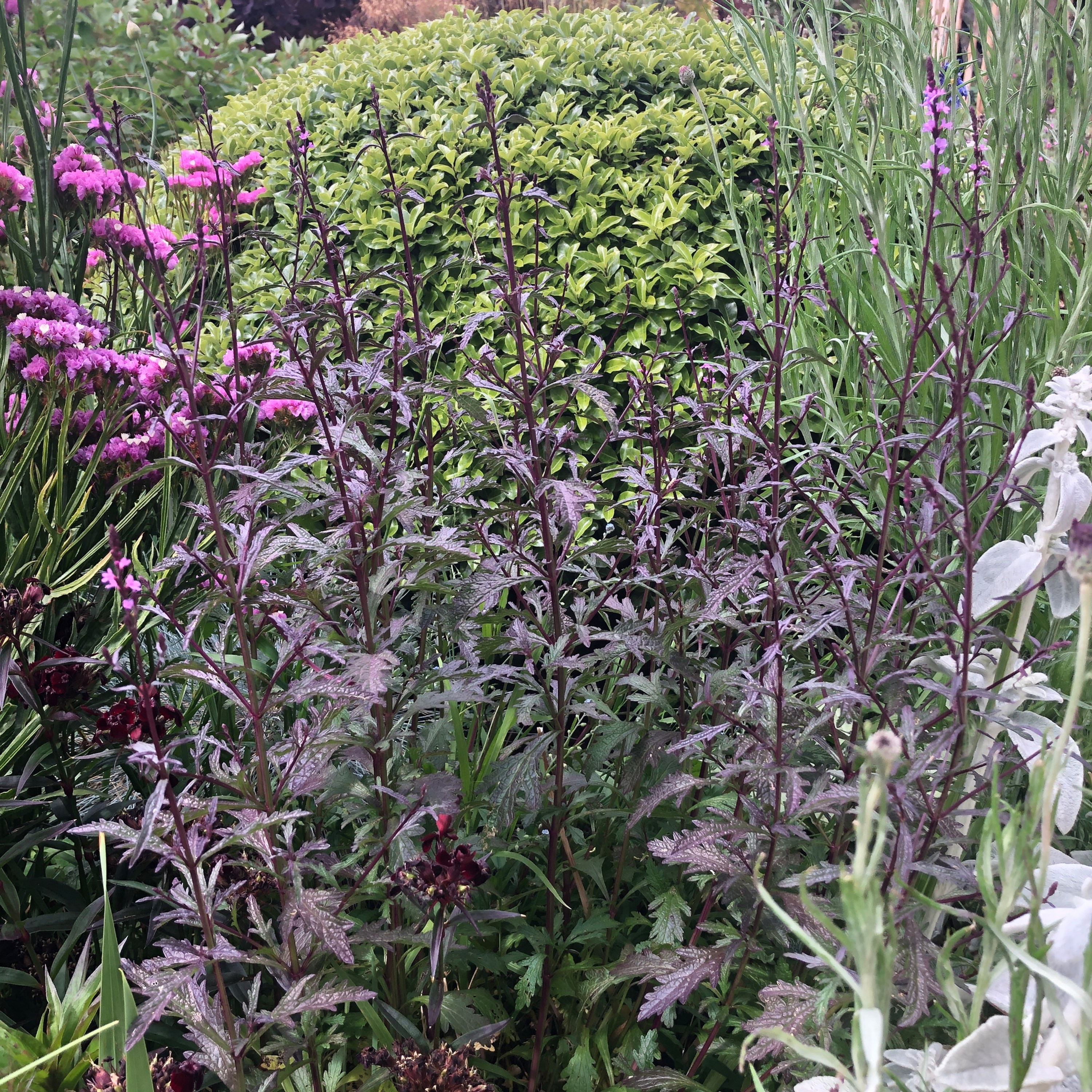 Verbena officinalis ‘Bampton’