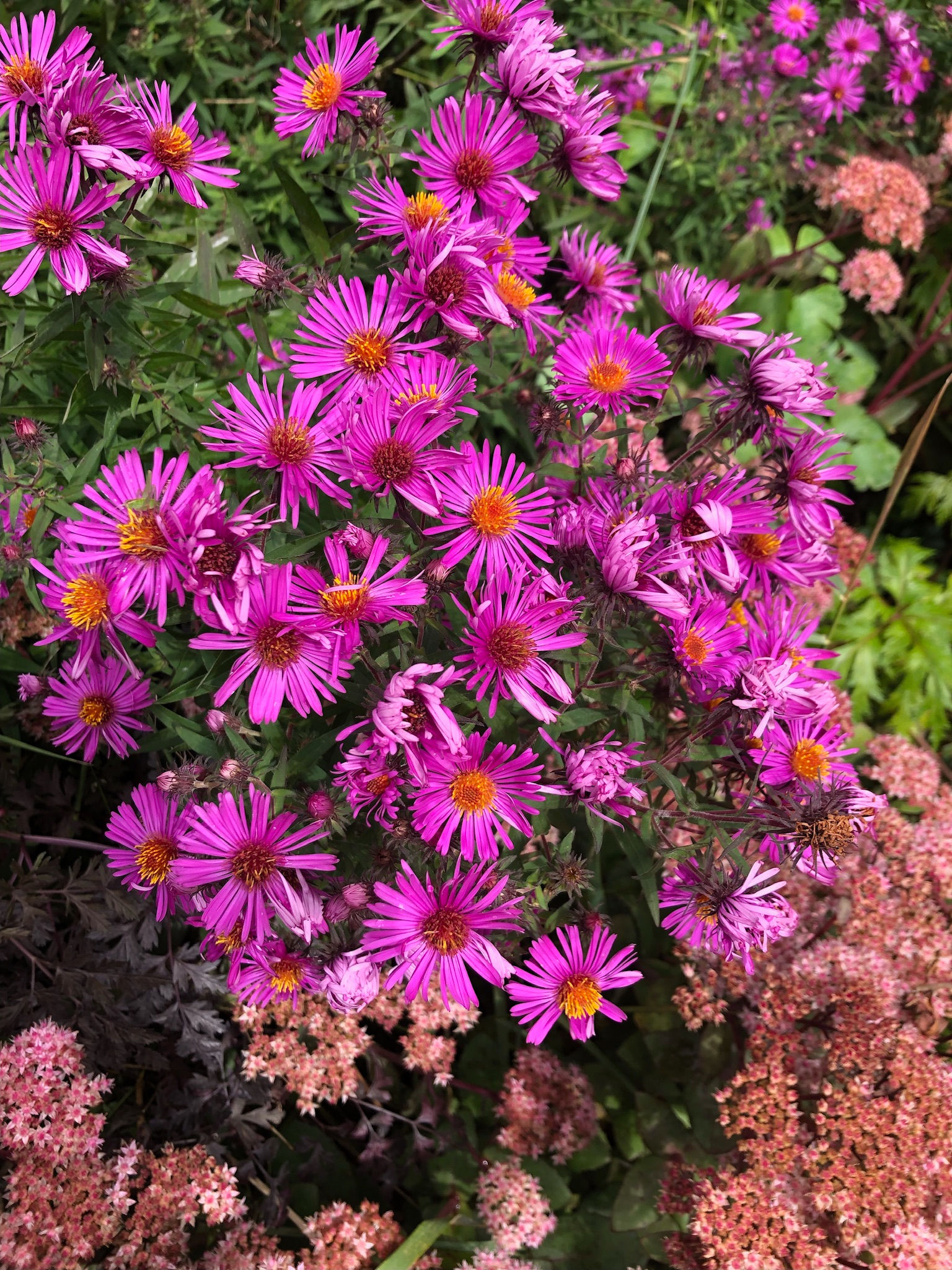 Symphyotrichum novae-angliae New England Aster