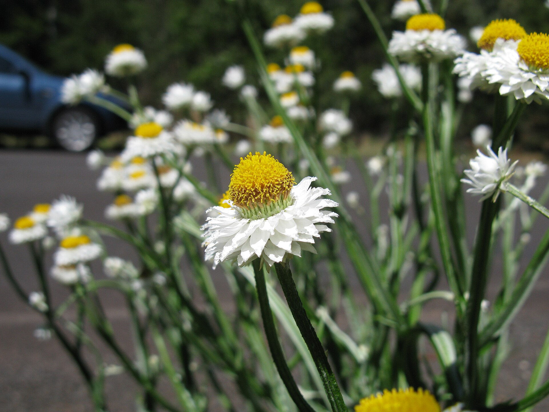 Ammobium alatum – Winged Everlasting