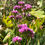 Thumbnail: Limonium sinuatum subsp. sinuatum ‘American Beauty - Statice