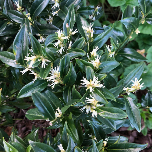 Sarcococca confusa - Sweet Box | Tailored Botanical