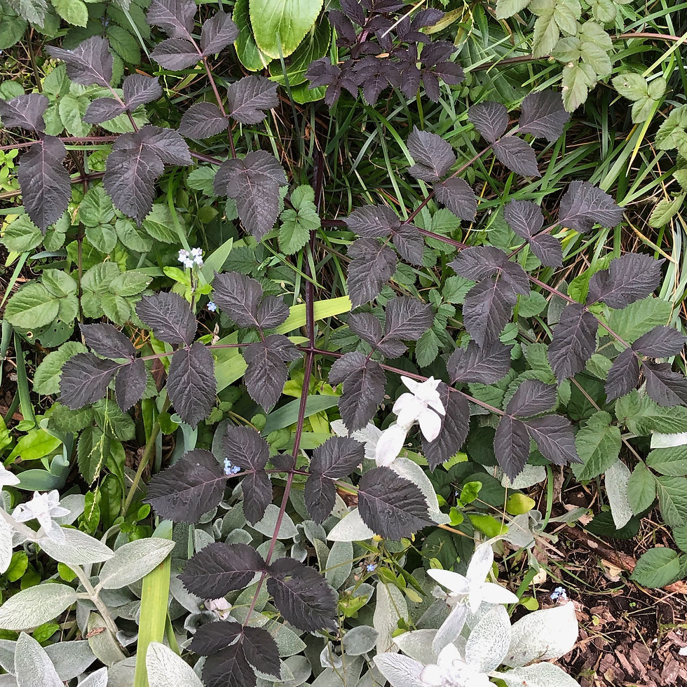 Thumbnail: Angelica sylvestris 'Purpurea' syn ‘Vicars Mead’