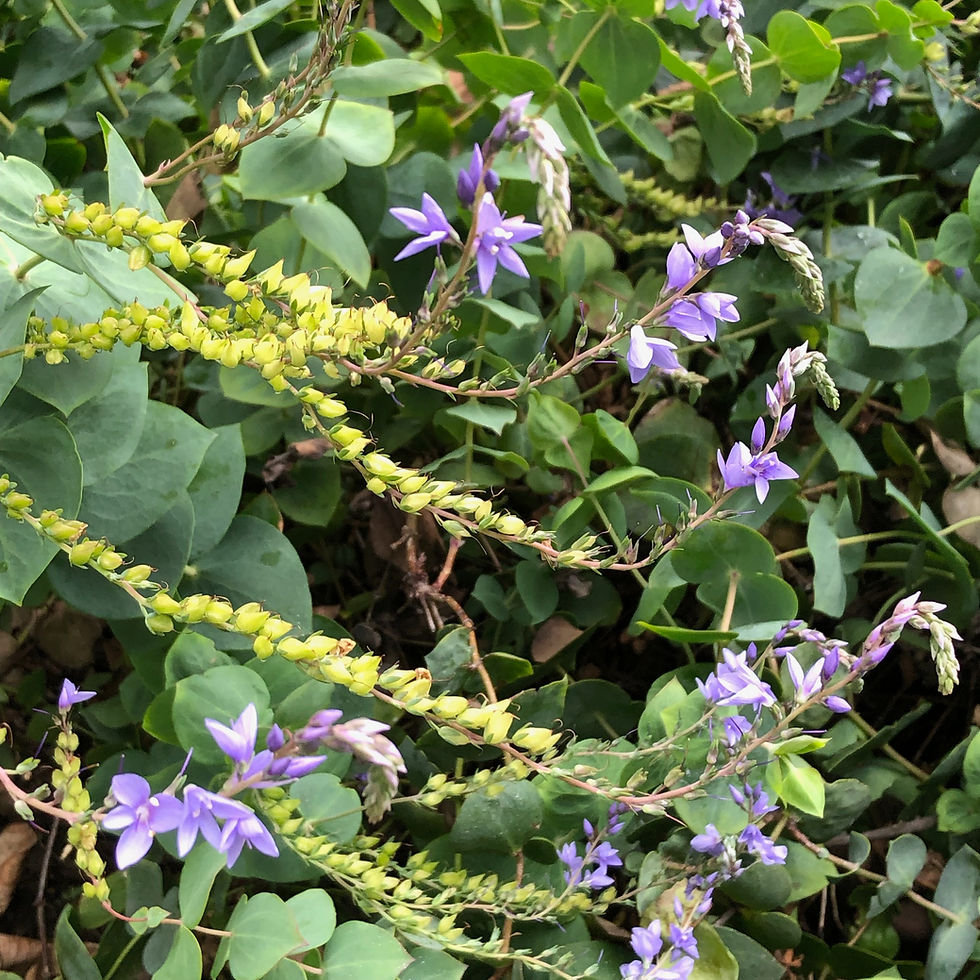 Veronica perfoliata (or Derwentia perfoliata)