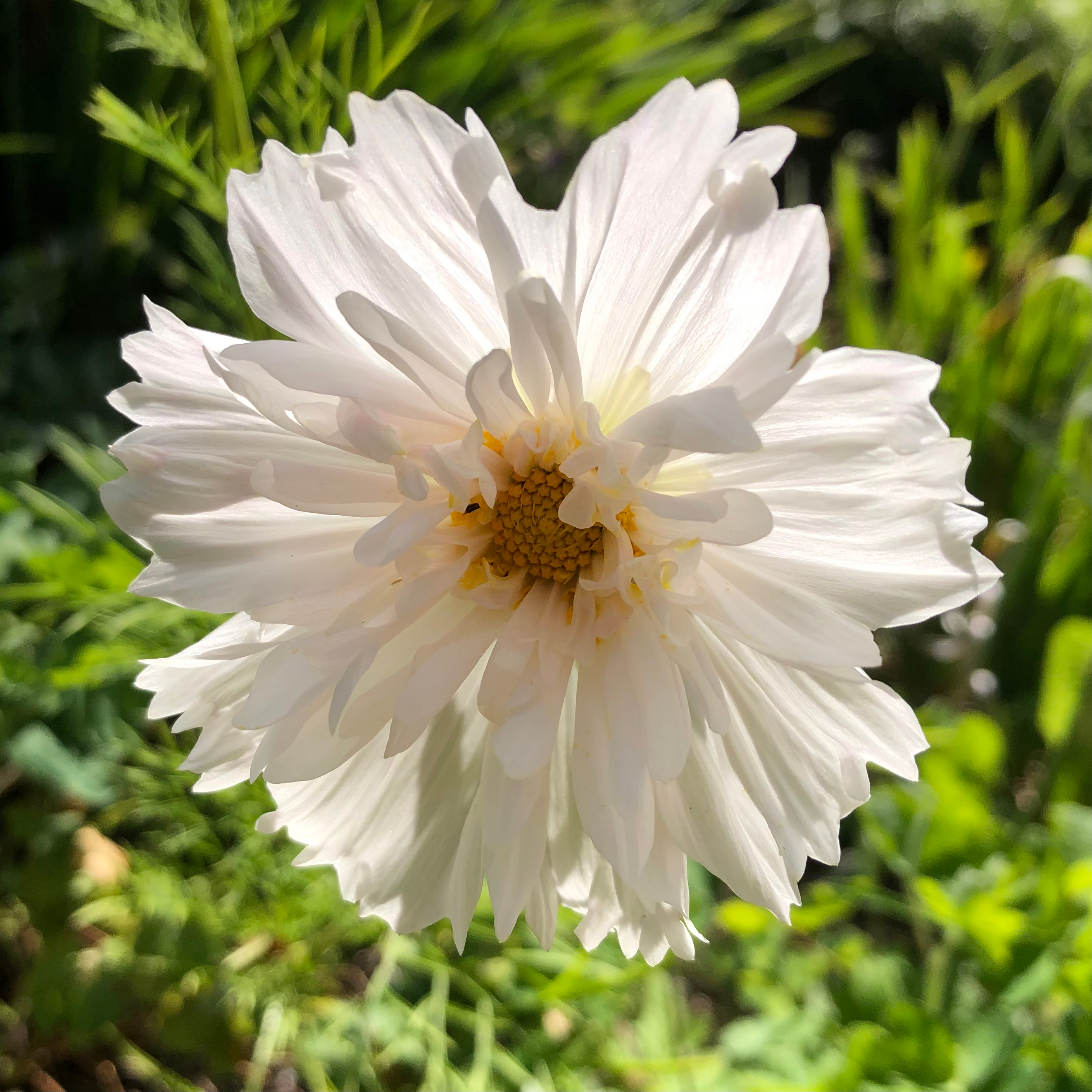 Cosmos ‘Double Click White’