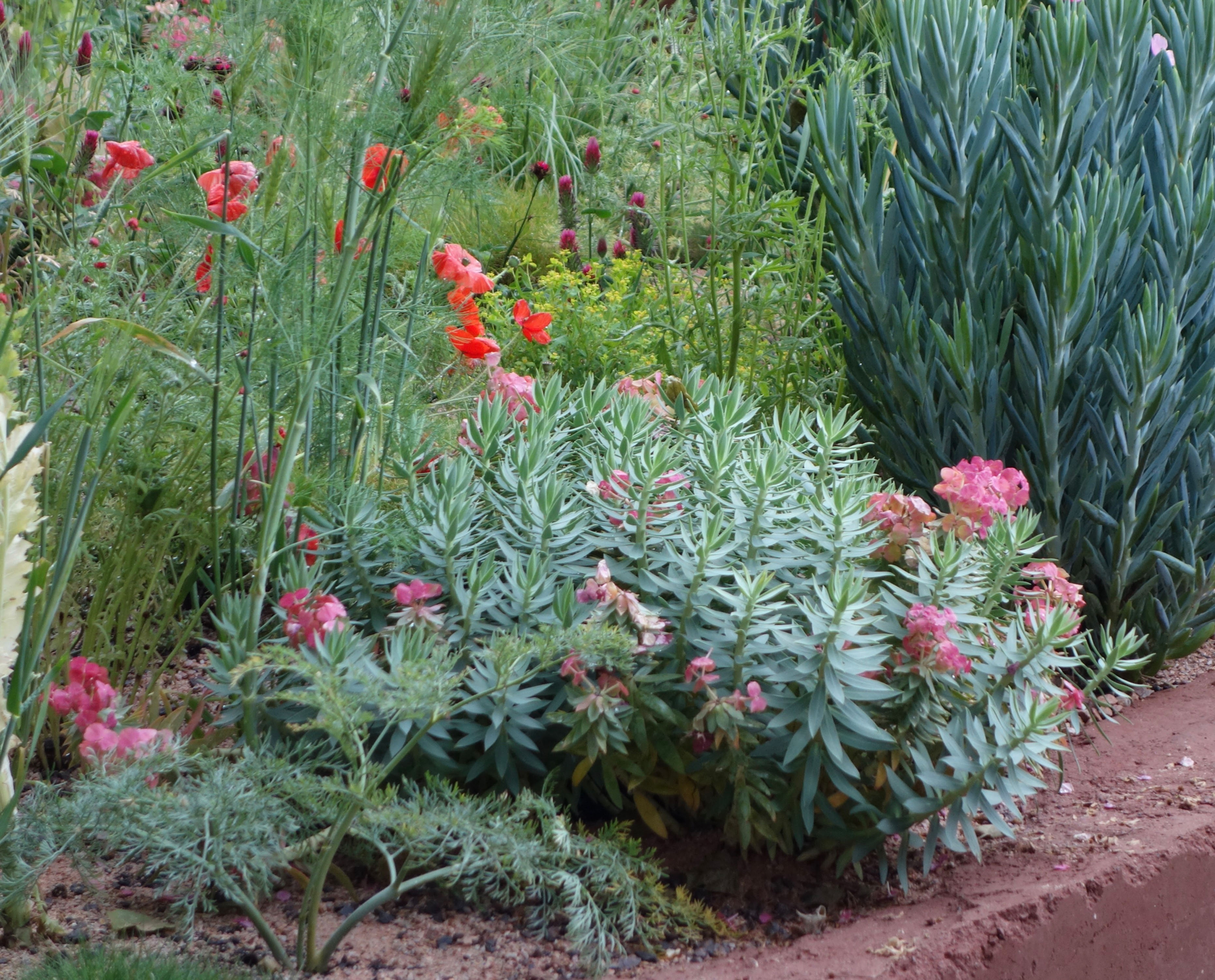 Euphorbia myrsinites - Hobart nursery