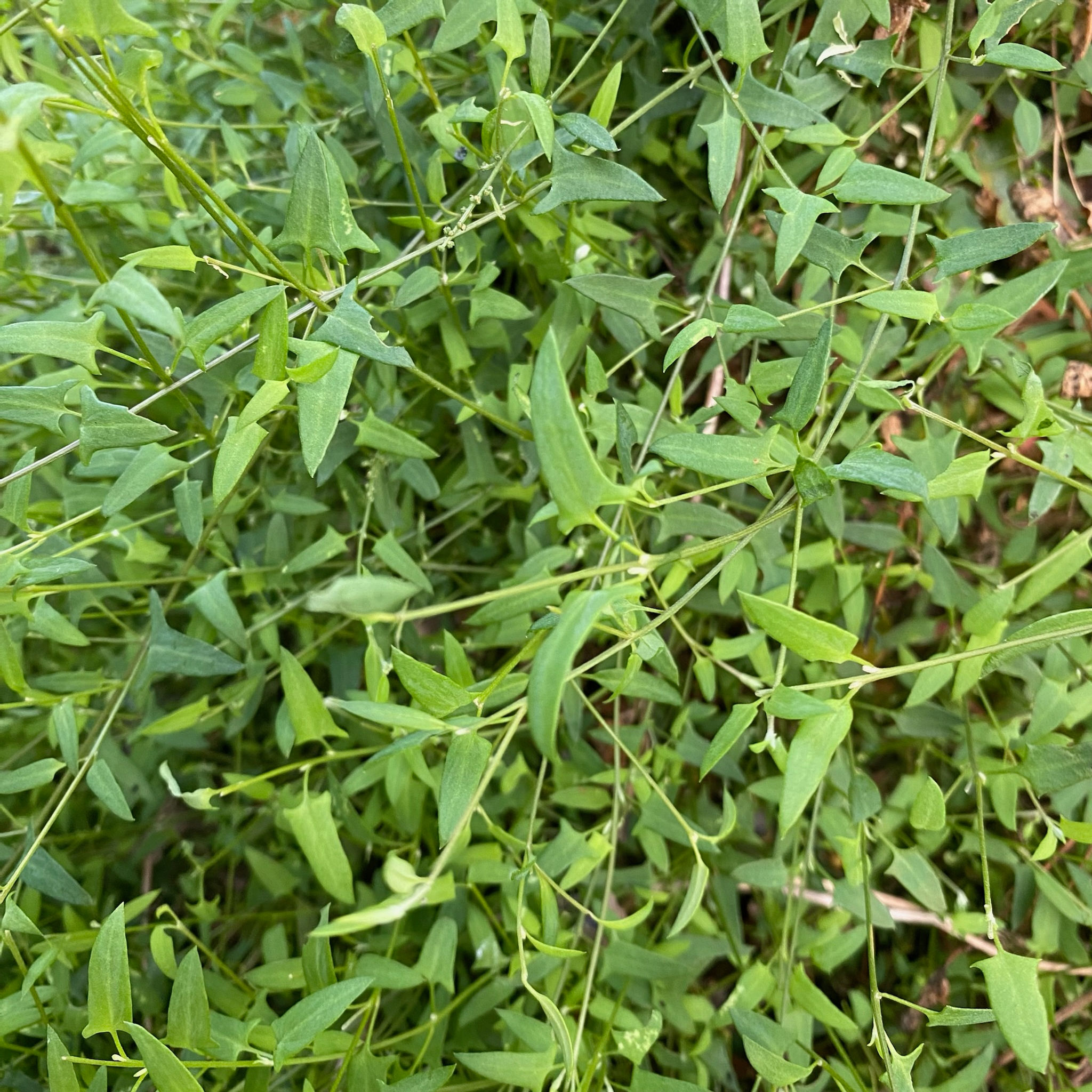 Einadia nutans or Chenopodium nutans - Climbing Saltbush
